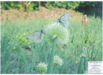 В мире флоры. 1 место Васькова Виктория