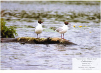 В мире фауны. 2 место Черепанова Алена