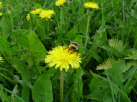 В мире флоры. 2 место Лапина Валерия