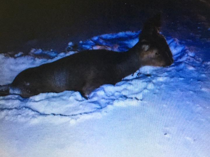 Наезд на животное