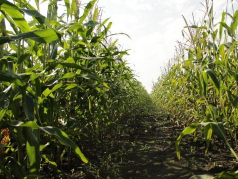 День кукурузного поля в Ирбитском районе