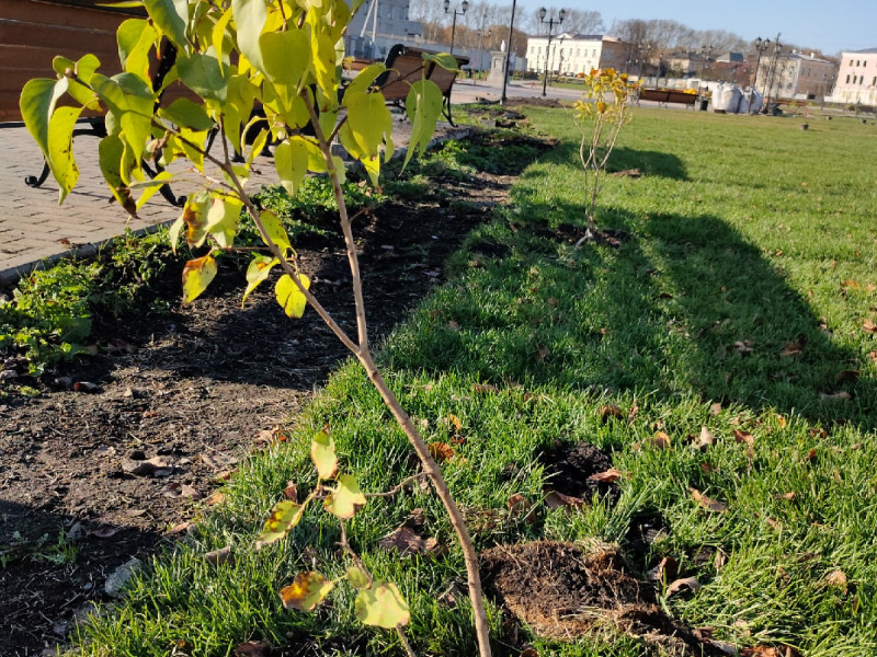 В Сиреневый сквер возвращается сирень