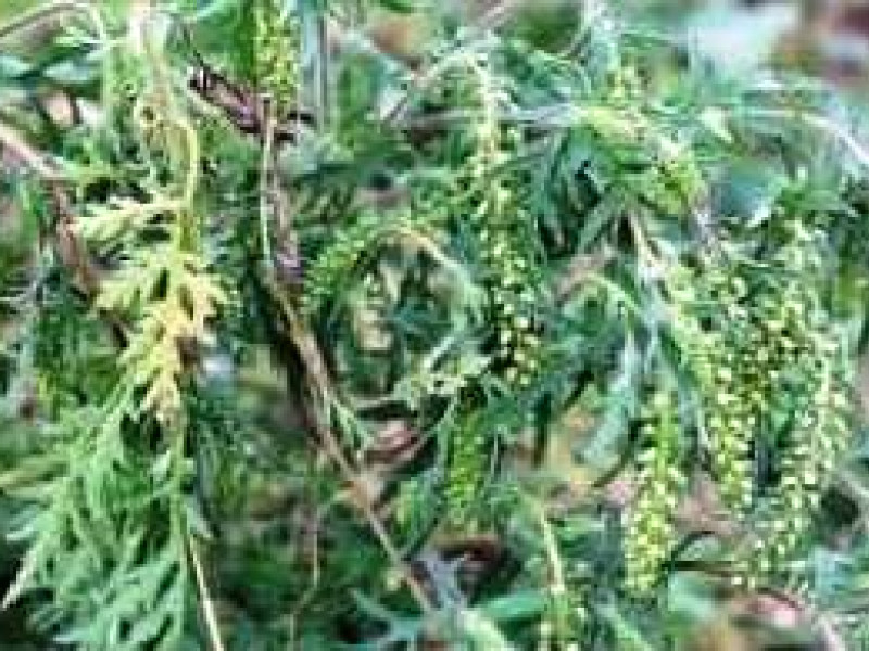 О выявлении семян амброзии полыннолистной