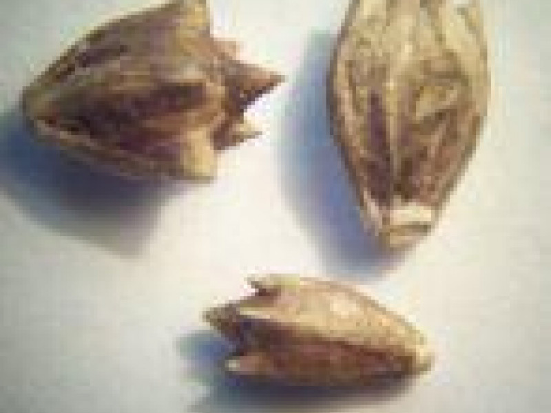 Семена салата с амброзией