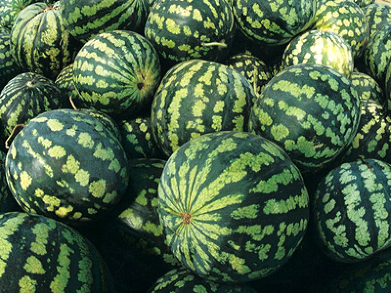 В области открыт сезон продажи арбузов