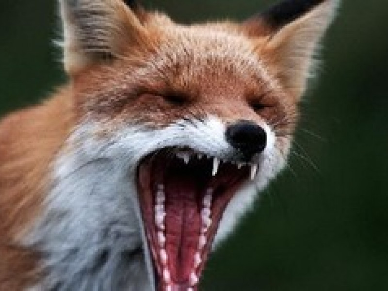 С начала года бешенство было «замечено» в 15 городах Среднего Урала