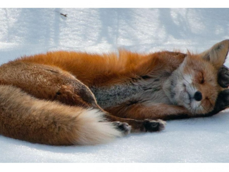 Осторожно, бешенство!!!