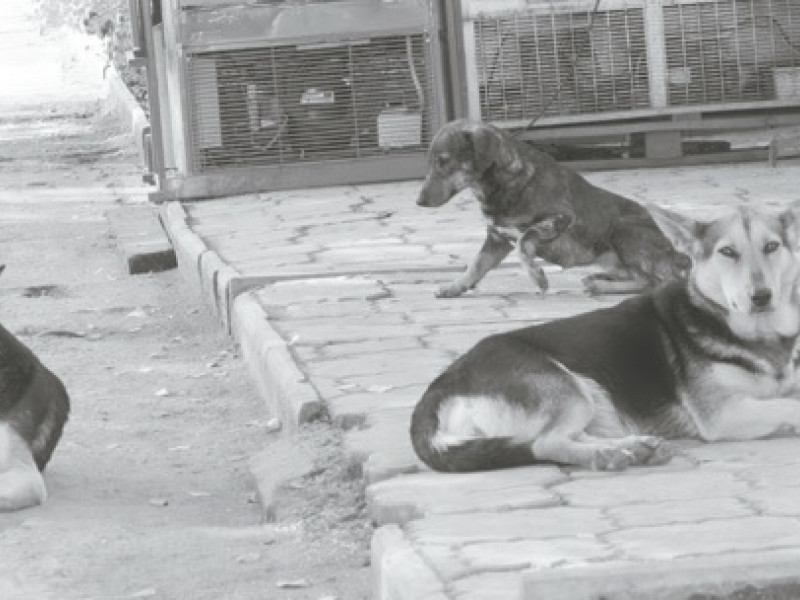 Собачий период, или Спасайся, кто как может