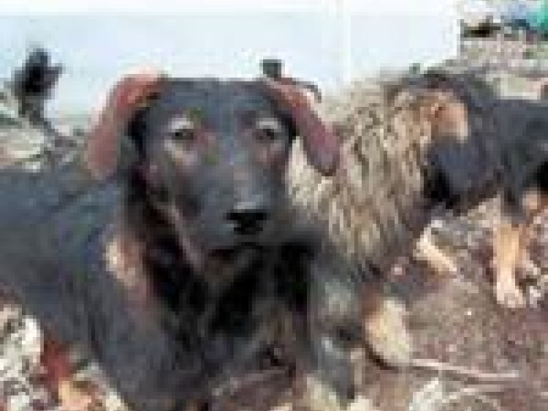 На аппаратном совещании у главы города 10 декабря 2012 года заслушан отчет о реализации муниципальной программы по регулированию численности, отлову и вольерной передержки бродячих собак