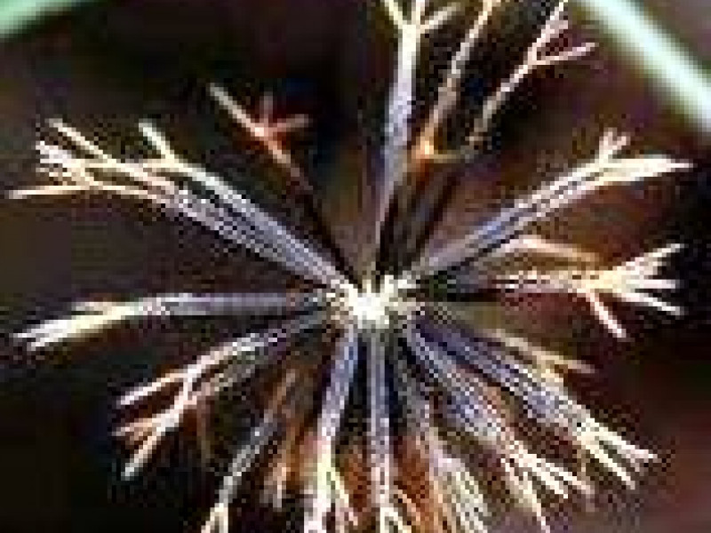 Будьте внимательны: в семенах цветов выявлена череда