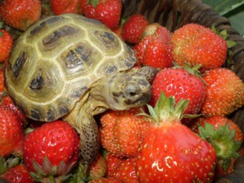 Конкурс фотографий домашних животных