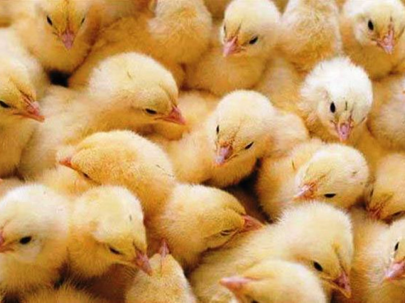О ввозе суточных цыплят на территорию Российской Федерации