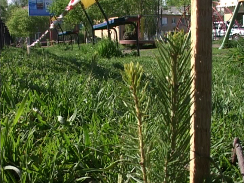 Национальный день леса в Ирбите