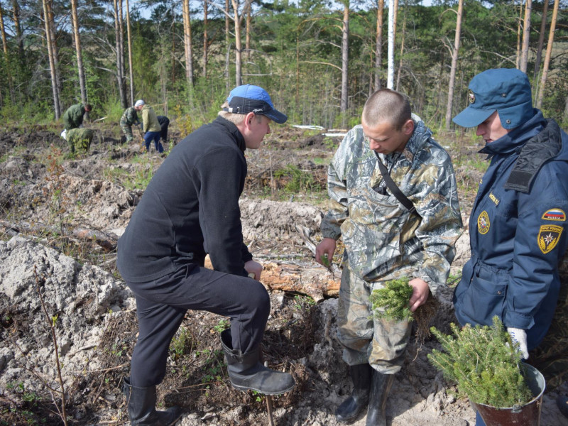 Ирбитские пожарные приняли участие в высадке леса