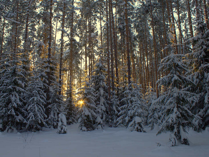 Елки под защитой