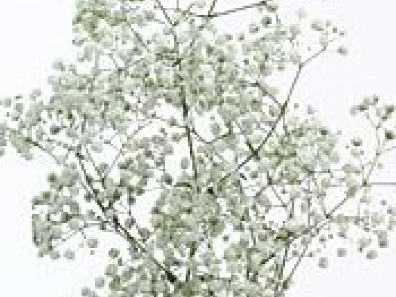 Карантинный вредитель в срезах гипсофилы