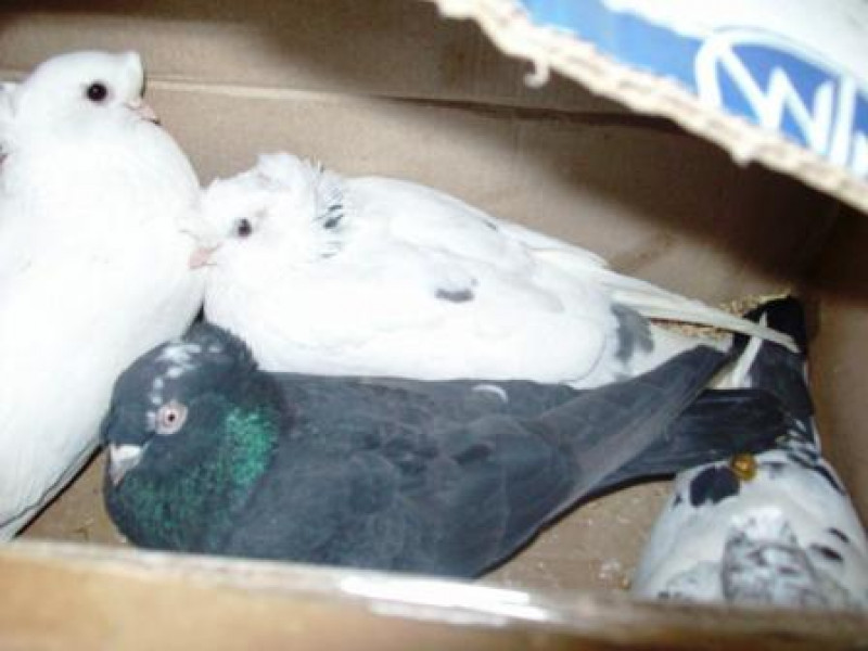 Незаконный ввоз голубей из Республики Таджикистан
