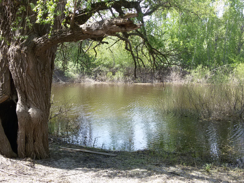 Алексей Кононов: городская власть впервые за 8 лет решила прибраться в парке "Культуры и отдыха"
