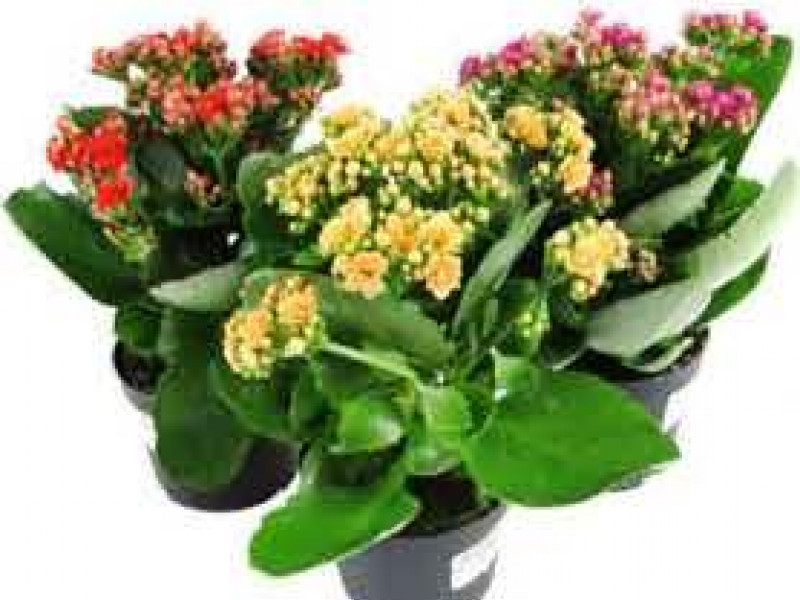 Гость из Нидерландов