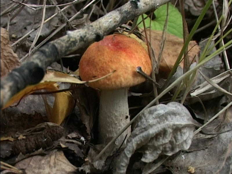 Грибной сезон в разгаре