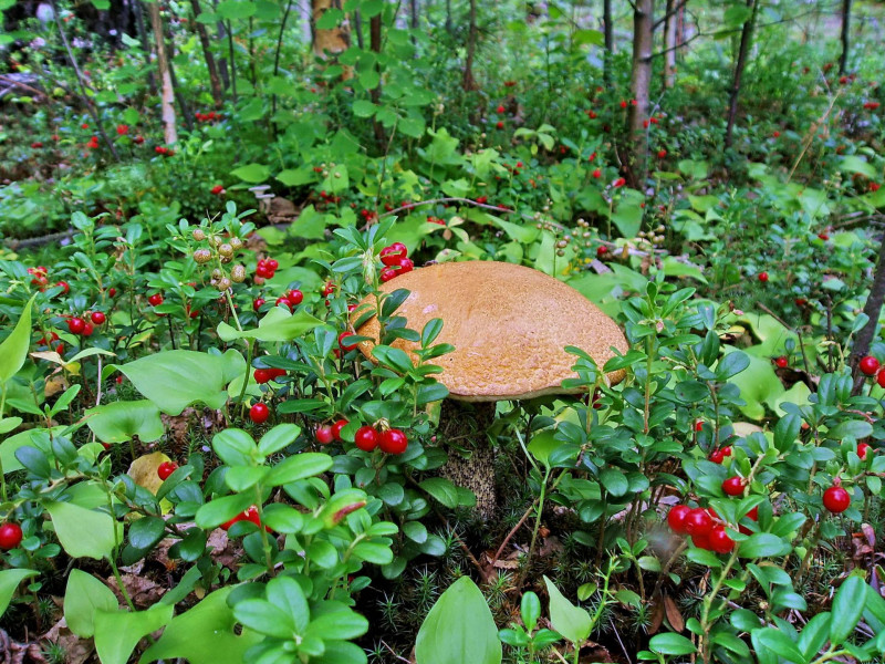 Для любителей грибов и ягод