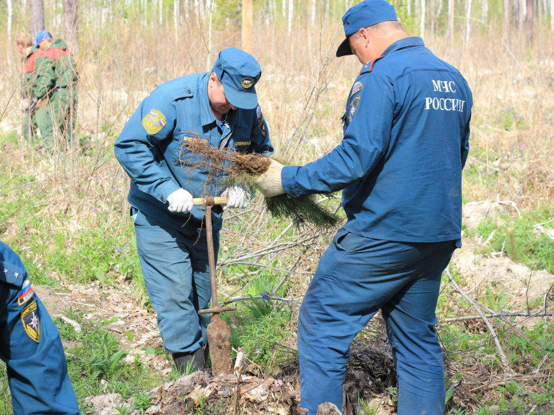 «Лес Победы»