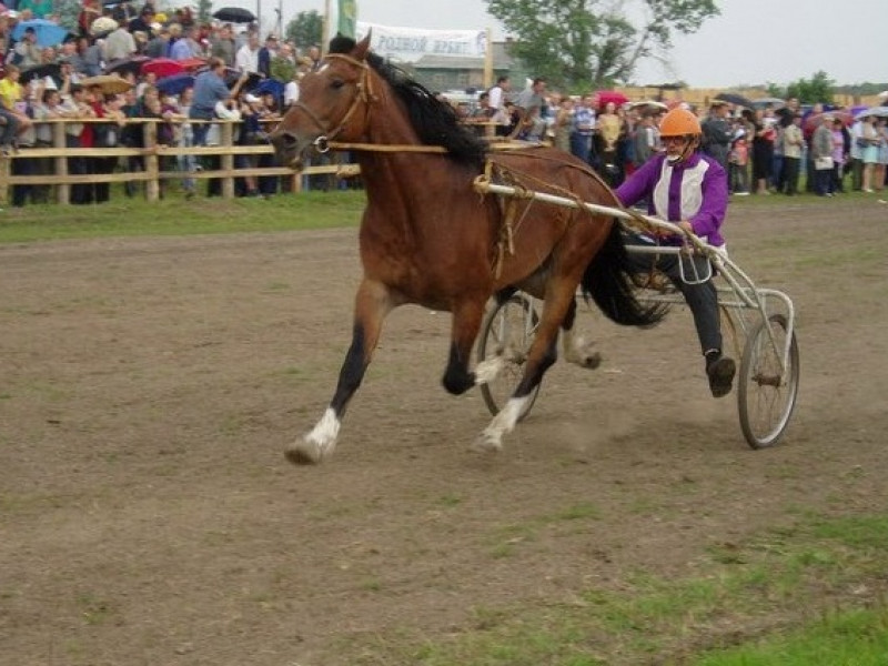В Ирбите энтузиасты спасают единственный в округе ипподром