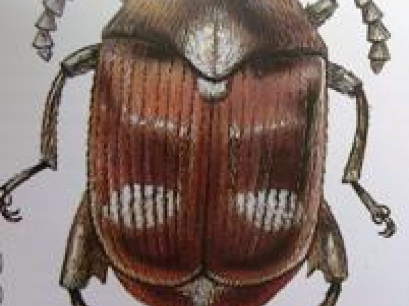 Предотвращен очередной ввоз карантинных объектов