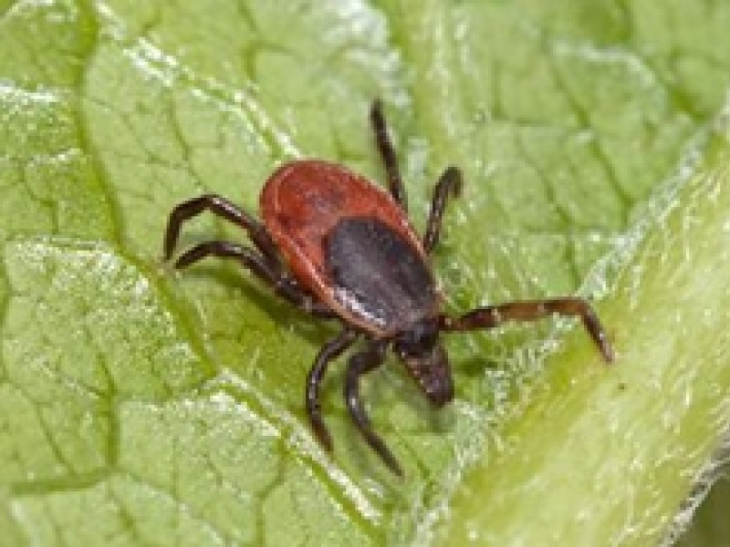 На выходных 900 свердловчан стали жертвами клещей