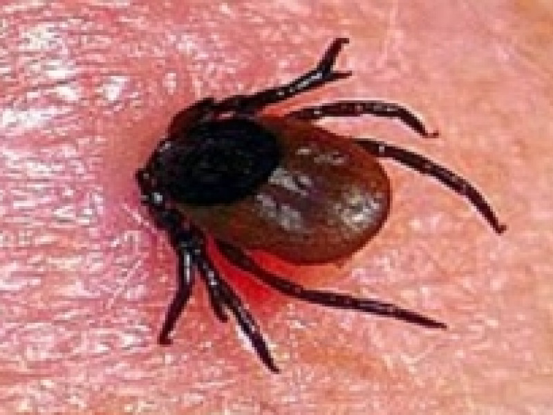 От укусов клещей пострадало больше 9 тысяч свердловчан