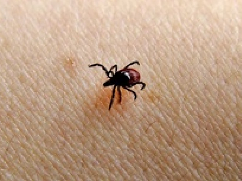 В Свердловской области от укуса клеща умер человек