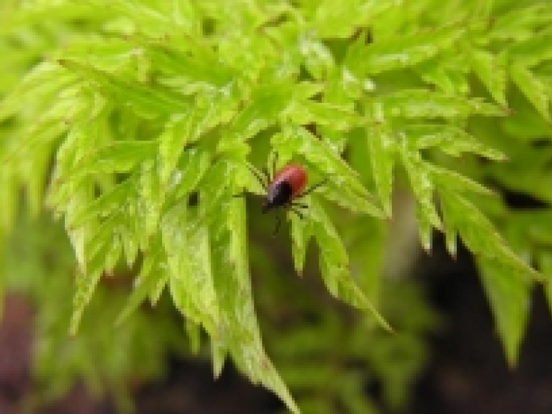 В Свердловской области неуклонно растет количество покусанных клещами