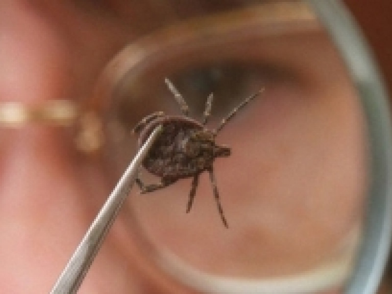 Почти 20 тысяч свердловчан пострадали от укусов клещей с начала сезона