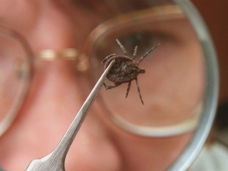 Осторожно, клещи