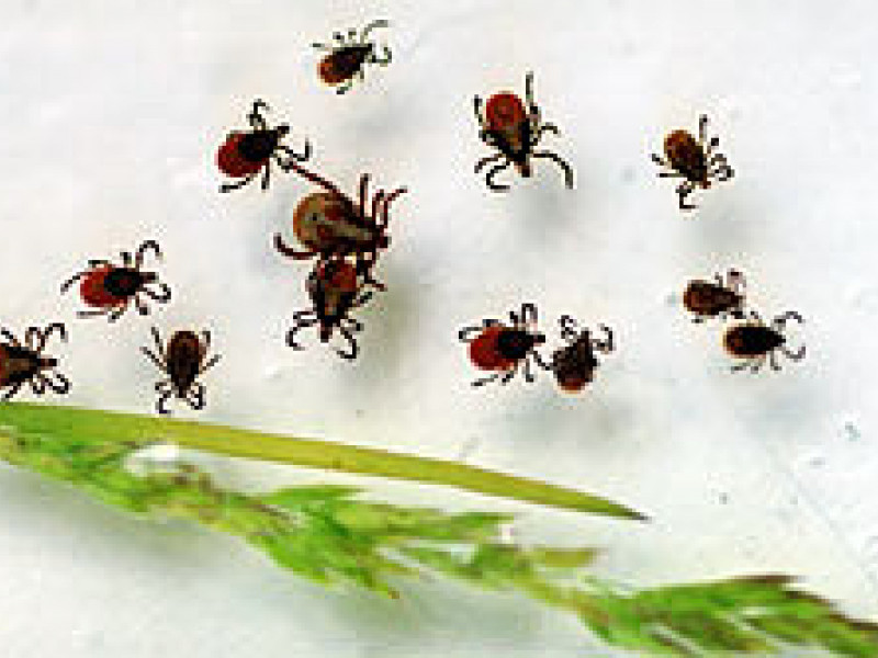 Тринадцать новых пунктов приема клещей на исследование открылось в Свердловской области