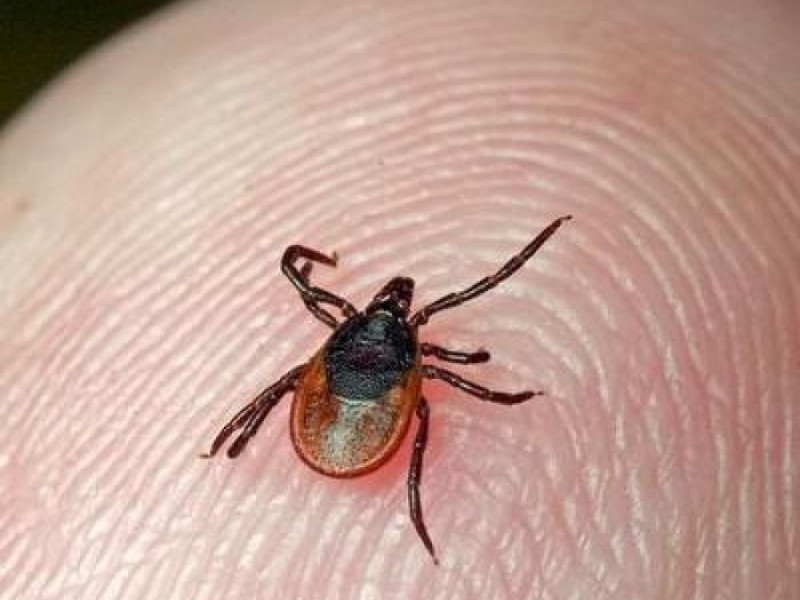 Клещевой энцефалит и меры его профилактики