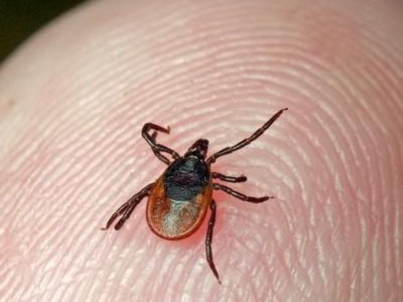 В Ирбите уже 45 человек укусили клещи