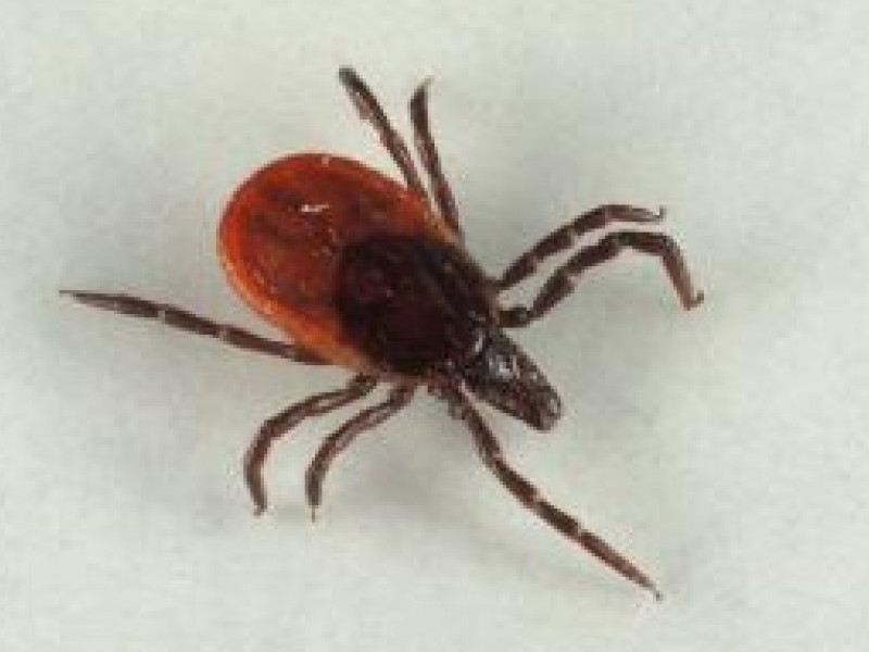 Арахниды атакуют