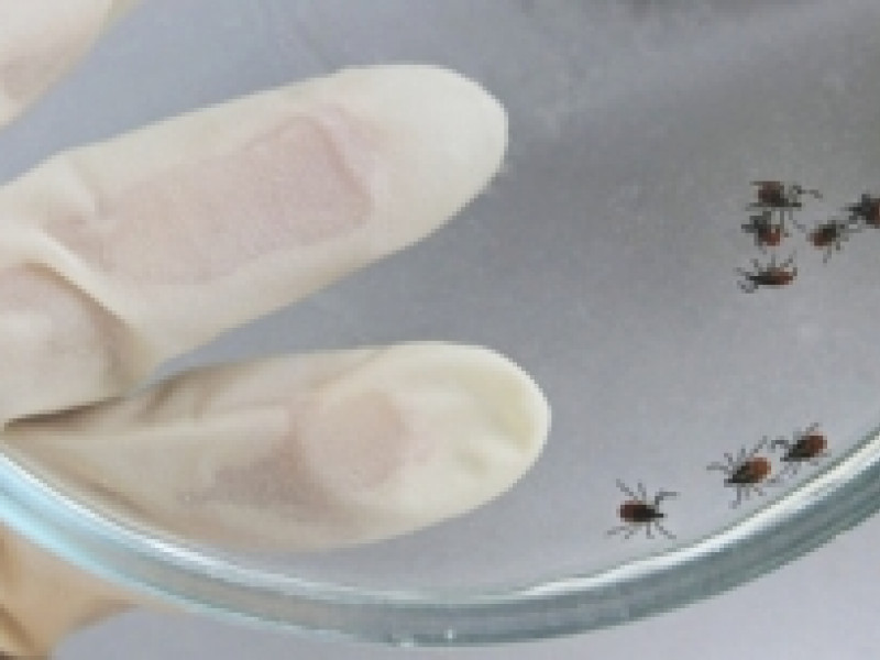 Клещи продолжают атаки на свердловчан: покусанных почти 4 тысячи