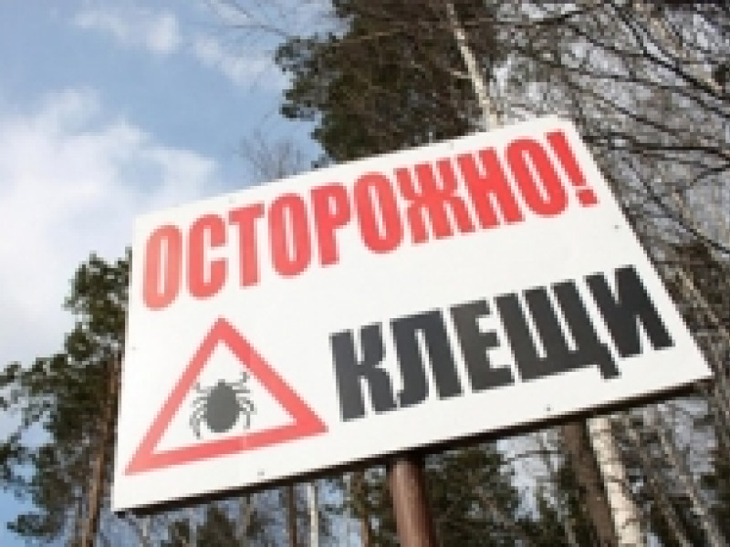 Почти 11,5 тысячи свердловчан подверглись нападению клещей с начала сезона