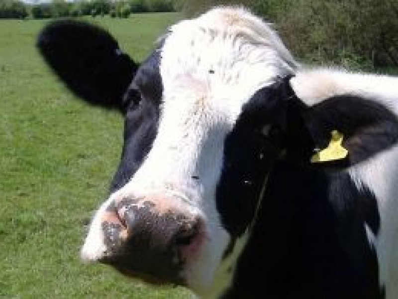 В колхозе под Ирбитом чуть не сгорели 160 коров