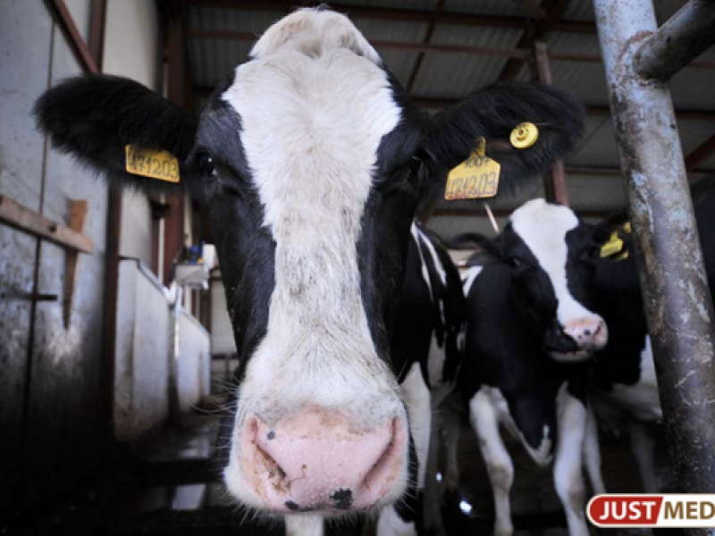 Вслед за хлебом в Свердловской области подорожает мясо