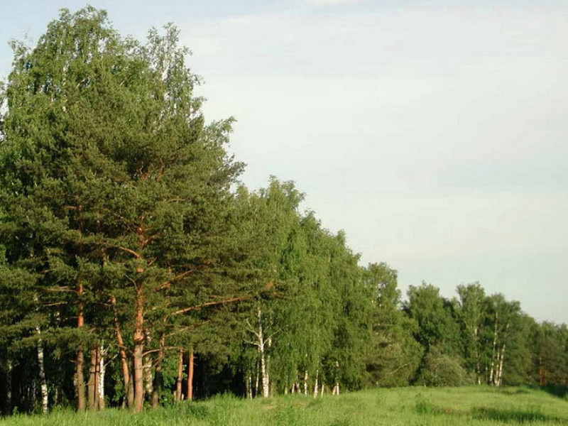 Судьями Ирбитского районного суда проверена законность постановлений, вынесенных Департаментом лесного хозяйства Свердловской области