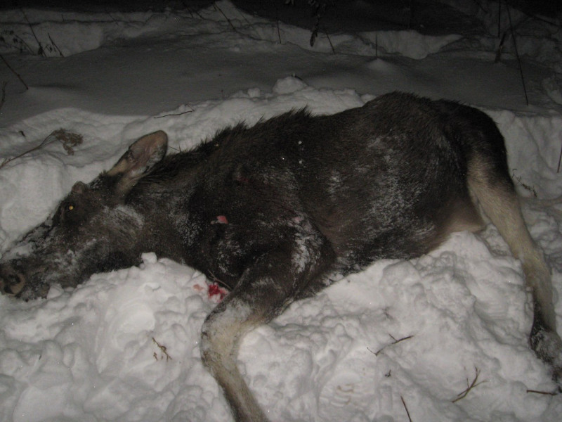 Воспользоваться добытым не смогли