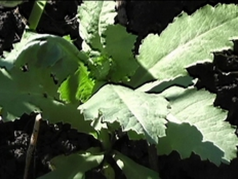 В Ирбитском районе изъяли крупную партию мака