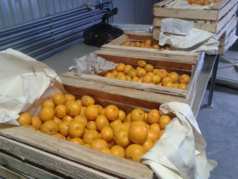 В область вернулись грузинские мандарины