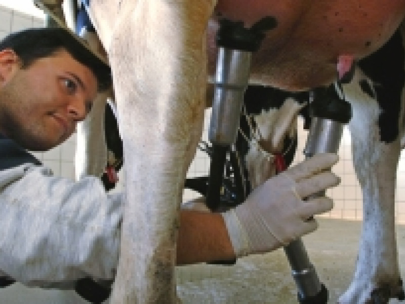 Команда Дмитрия Пумпянского подбирается к коровам Ирбитского молзавода