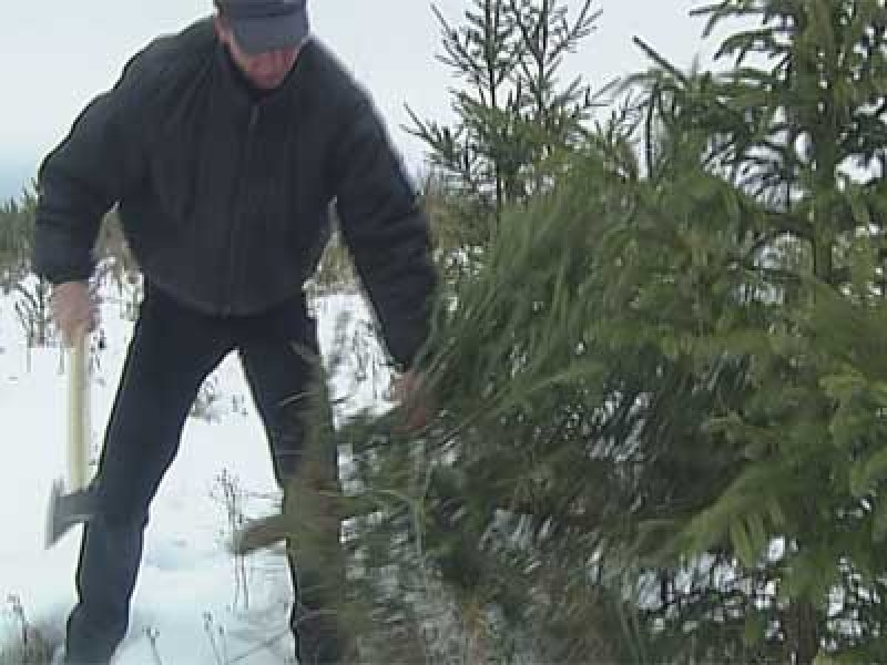 Операция «Ель»