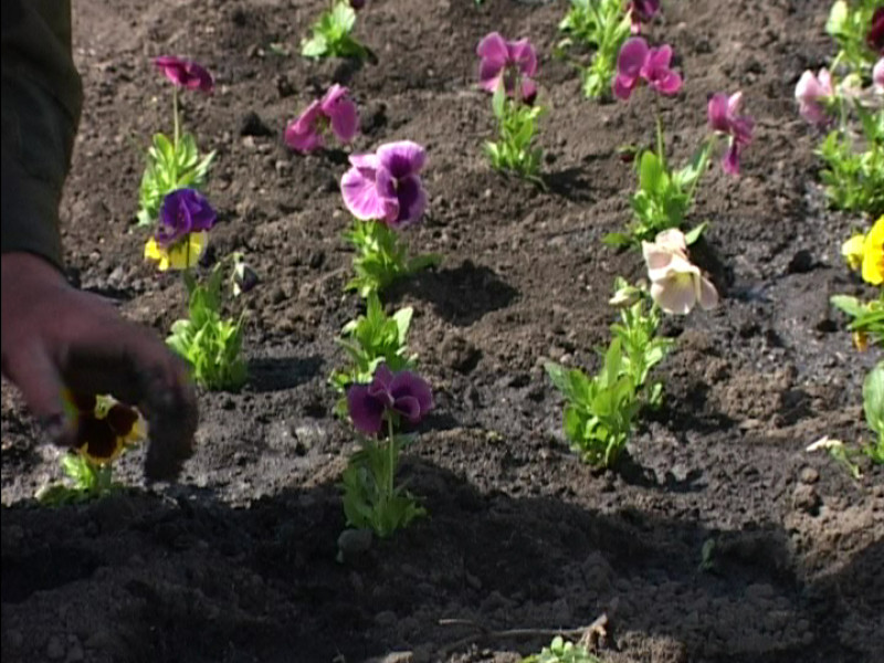 Расцвёл бульвар Победы
