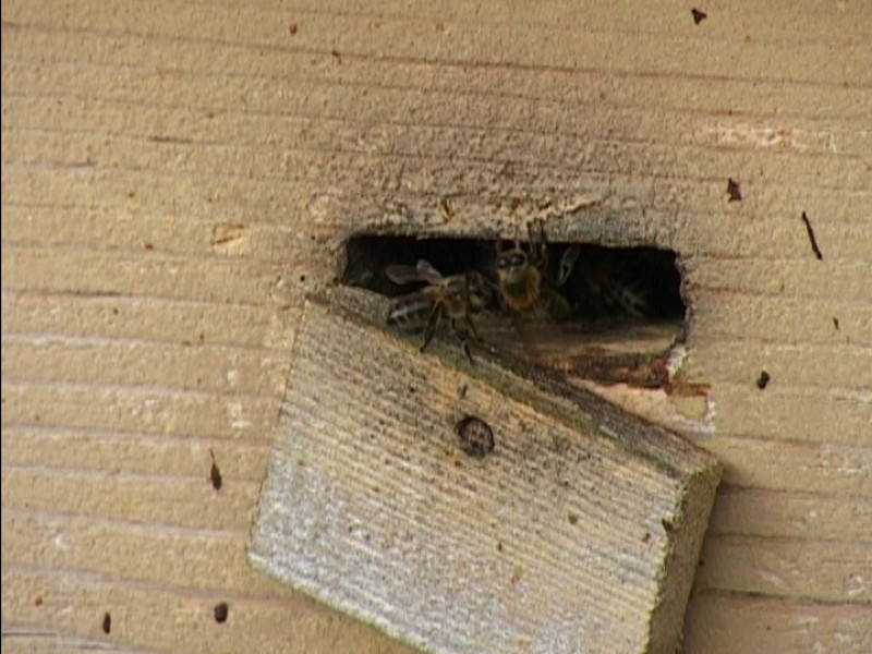 Генератор здоровья